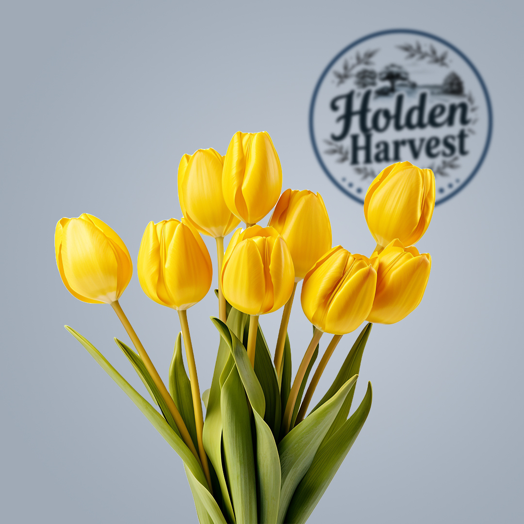 Tulip-yellow